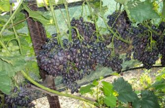 sort vinograda damskie palchiki opisanie nyuansi virashivaniya soveti vin 48mcfvet