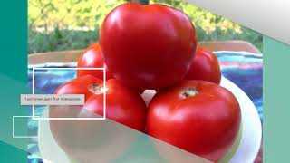 tomat krasnim krasno opisanie sorta i tonkosti ego virashivaniya 2