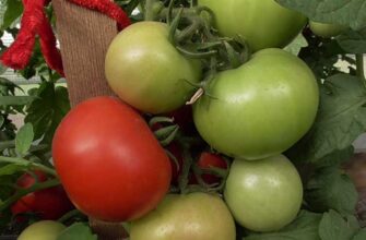 tomat mamontenok opisanie i xarakteristiki sorta obzor plyusov i minuso mhpazgbf