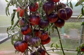 tomat serzhant pepper obzor sorta ego opisanie i xarakteristika