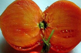 tomat yaponka opisanie sorta i xarakteristiki obzor plyusov i minusov fxkr6jyu 1