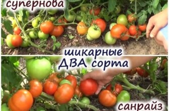 3 prichini pochemu pervaya kist tomatov osipaetsya k v5htopv3