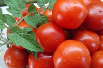5 neobichnix tomatov kotorie stoit posadit v etom xvi8tszf
