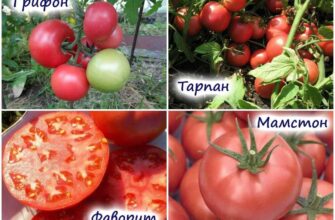 7 proverennix rozovix tomatov sorta i gibridi pod 9l6qrb0i