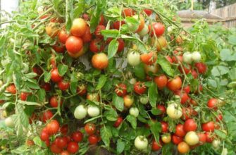7 vazhnix momentov pri virashivanie tomatov v otkrit 8wicmlly