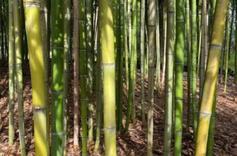 bambuk virashivanie v otkritom grunte 9vyele76