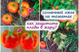 chto nuzhno sdelat sejchas s tomatami ukreplyaem kus 85koaf83