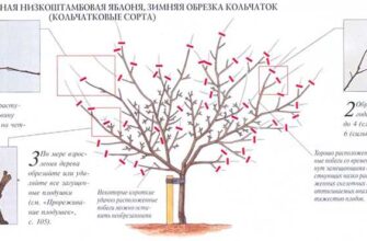 chto nuzhno znat o vesennej obrezke yablon 3nfkzbyq