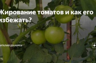 chtobi ne poteryat urozhaj tomatov srochnaya pomosh r 5574yg82