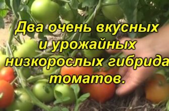 dva ochen vkusnix gibrida tomatov dlya otkritogo gr ai9u7fyc