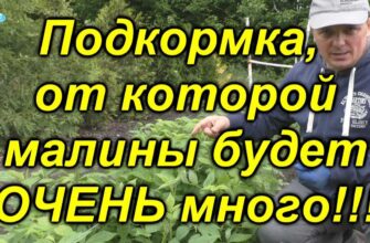 effektivnaya podkormka dlya malini kak sobirat mno nw531r4g