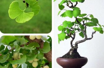 ginkgo biloba iz semyan prostaya instruktsiya dlya usp xz49wtdu