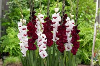 gladiolus posadka i uxod bz94cq69