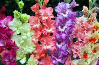 gladiolusi pochemu virozhdayutsya 7a1aw7vo