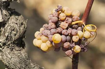 kak izbavitsya ot oidiuma na vinograde nuzhna obra m9mn3q9m