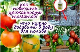 kak stimulirovat zavyazivanie plodov tomatov obra zdwdaxae