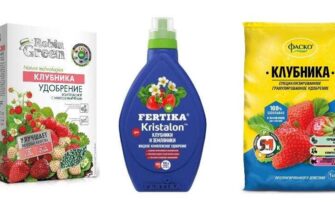 klubnika kak i chem udobryat fk4jemlh