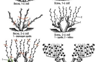 kogda obrezat vinograd vesnoj ili osenyu zavisit srygjsww