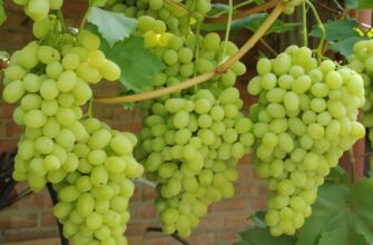 krupnoplodnij vinograd flora osobennosti i soveti 984l1mmd