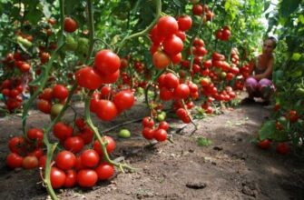 listovaya podkormka tomatov prostoj i effektivnij 9ld2i00a