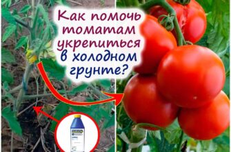 mineralnoe pitanie dlya tomatov vred ili polza xtis48r6