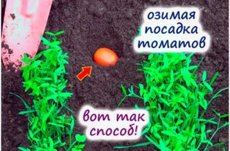 neobichnij sposob virashivaniya ozimix tomatov v tepl dqoq4xue