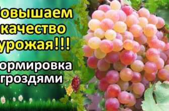 normirovanie urozhaya vinograda e5y53fek