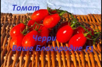 obzor tomata vashe blagorodie urozhajnij i sladkij s bkut8nc0