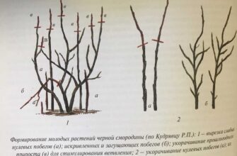 osennyaya obrezka chernoj smorodini kakie pobegi nuzhn o94mifd3