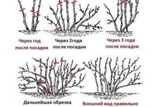 osennyaya obrezka chernoj smorodini uchtite otlichiya o 0261s159