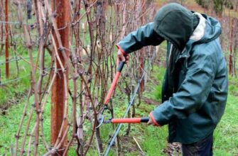 osennyaya obrezka molodix kustov vinograda chto nuzhno mw02b84k