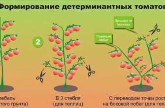 osobennosti formirovki tomatov i uxoda za nimi v x ikolyiy9