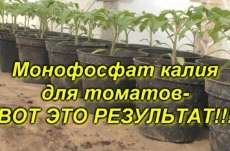 pervaya i ochen vazhnaya podkormka tomatov kogda i ch 7gtxsiyu