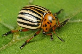 pochemu insektitsidi ne vsegda dejstvuyut na kolorads pyoh1ixx