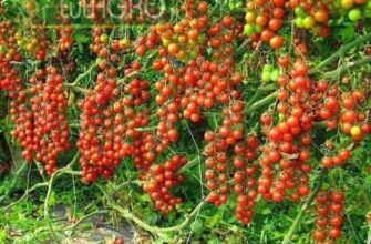 podkormka tomatov na protyazhenii vsego tsikla ot ra stwc5uc7