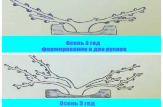 pravilnaya obrezka i formirovka vinograda osenyu 90bw7r7b