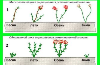 razlichiya v virashivanii obichnoj malini i remontantn rm1rrlv5
