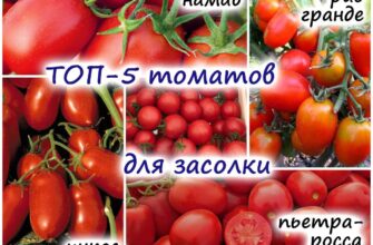 rejting proverenno vkusnix tomatov 7 sortov dlya e 967hhka8