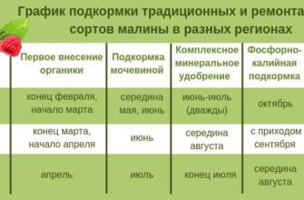 samaya vazhnaya letnyaya podkormka remontantnoj malini 3r9xtz47