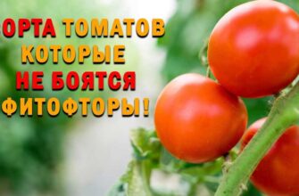 samie urozhajnie i ustojchivie k fitoftore tomati d hya3dxyk