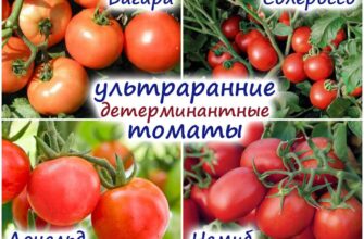 superrannie tomati 4 determinantnix i 3 indetermi m3ulhx4m