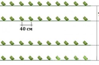 sxema posadki i formirovki tomatov v 2 steblya bud x6tf4395