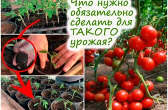 tomati prostoj sposob poseva i pikirovki xp6p2u4u