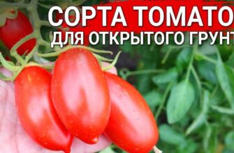 top 9 sortov tomatov dlya soka i salatov dlya tepli knzqiuo2