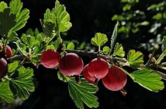 uxod za krizhovnikom posle sbora urozhaya ipiomd1t