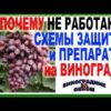 vazhnaya obrabotka vinograda dlya zashiti i podkormki jncqemdv