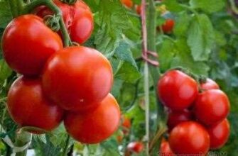 vazhnaya vnekornevaya podkormka tomatov mikroelementa pmuje5e7
