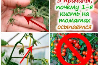 vershkovanie rassadi tomatov prichini i reshenie prob iorxv2tl