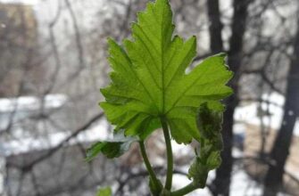 vinograd nadezhnaya zashita ot vesennix zamorozkov i v08iib6i