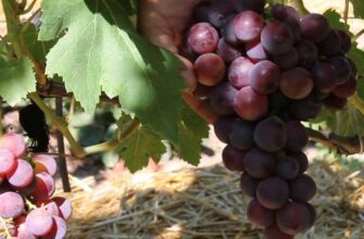 vinograd veles rannij urozhajnij sort xarakteristi 6b3gbbsa
